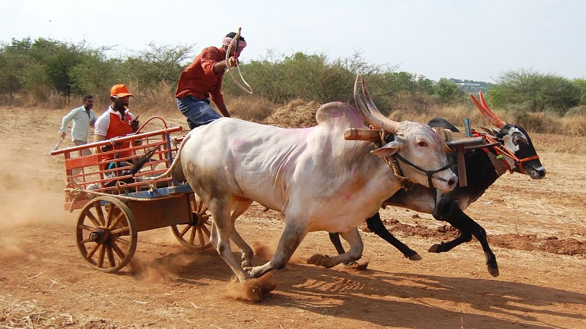 बैलगाड़ी दौड़ में बुजुर्गों की मौत