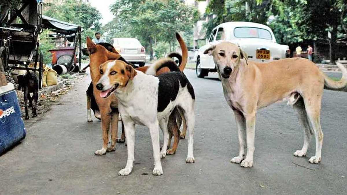 कुत्ता का हमला (फाइल)