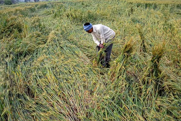 बेमौसम बारिश से गेहूं की फसल नुकसान (फाइल)