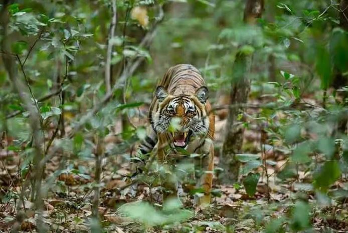 बाघों की दहशत के बीच रह रहे ग्रामीण