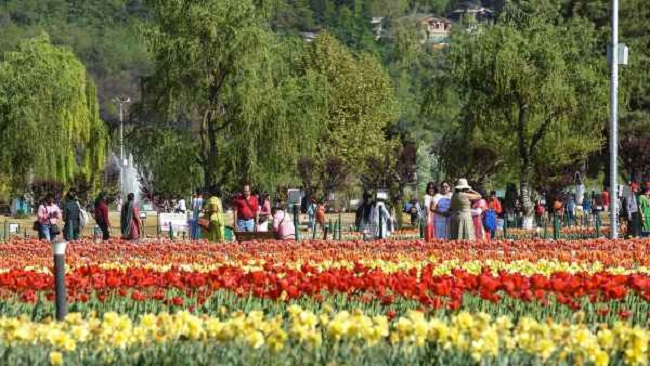 श्रीनगर के ट्यूलिप उद्यान में रिकॉर्ड संख्या में पर्यटक पहुंचे