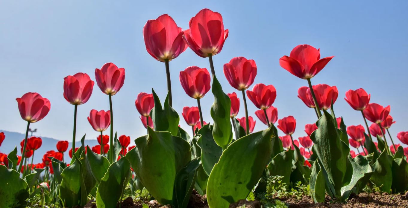 Tulip Garden, Srinagar