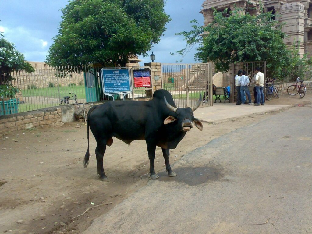 आवारा सांड ने बच्ची को रौंदा