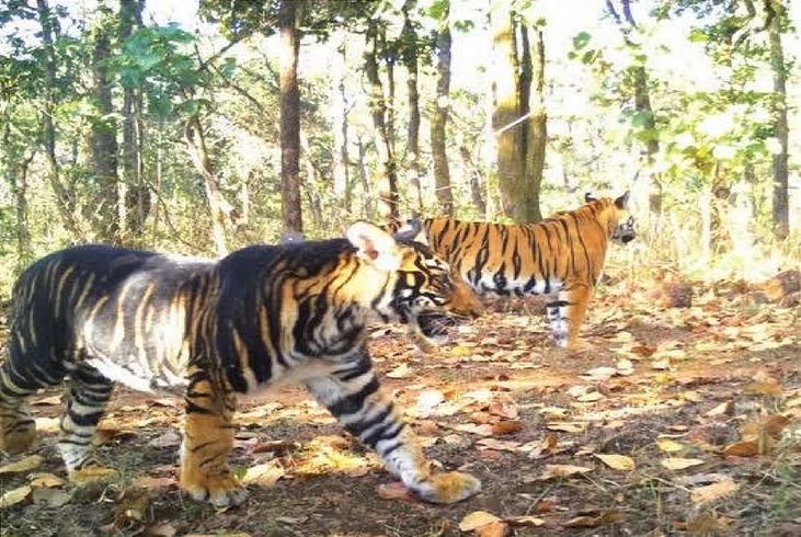 मृत मिला दुर्लभ प्रजाति का बाघ (फ़ाइल)