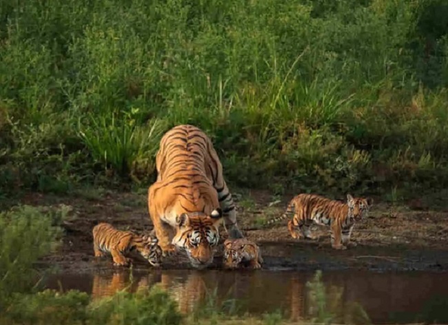 बाघिन ने चार शावकों को जन्म दिया