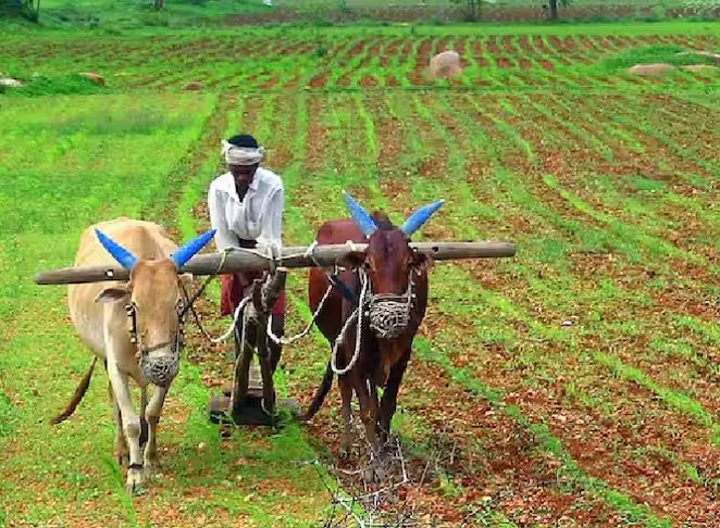 किसान (फाइल)