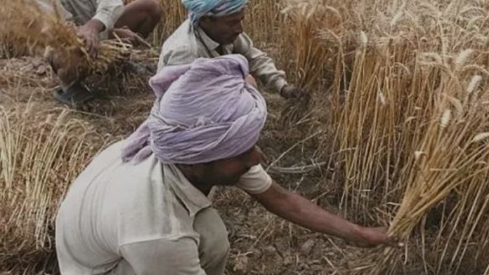 काले गेहूं की खेती की तरफ बढ़ रहा है किसानों का रुझान