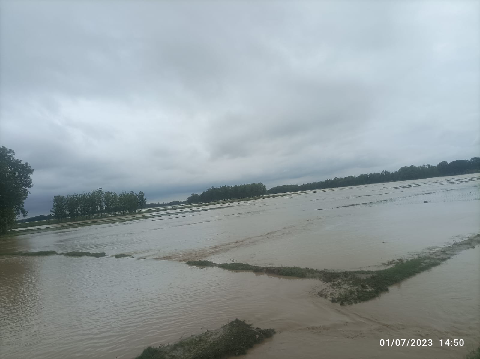 महाव  नाला का बंधा टूटने से डूबा फसल