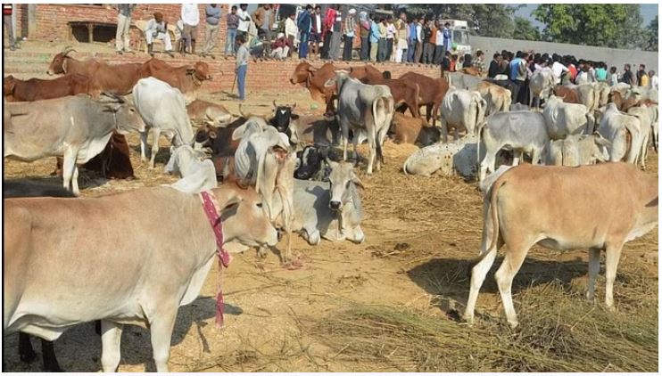 पशु संरक्षण केंद्र (फाइल)