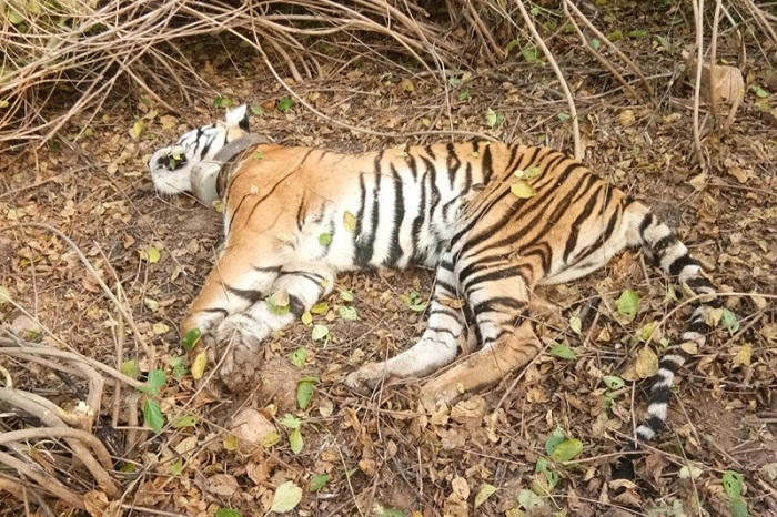 सत्यमंगलम बाघ अभयारण्य