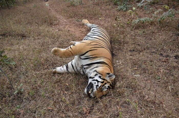 चार साल की बाघिन की मौत