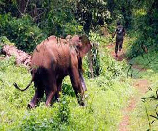 गजराज ने दो वन्य अधिकारी किये घायल