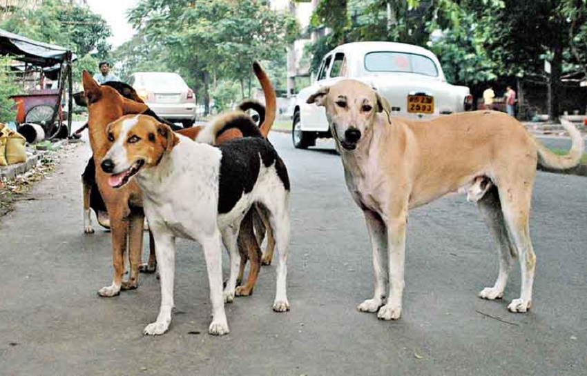 आवारा कुत्तों के लगातार बढ़ रहे हमले