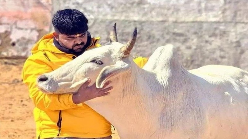 गोरक्षक मोनू मानेसर