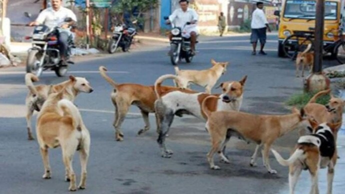 आवारा कुत्तों का आतंक