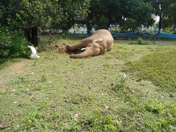 हाथी शावक का शव बरामद