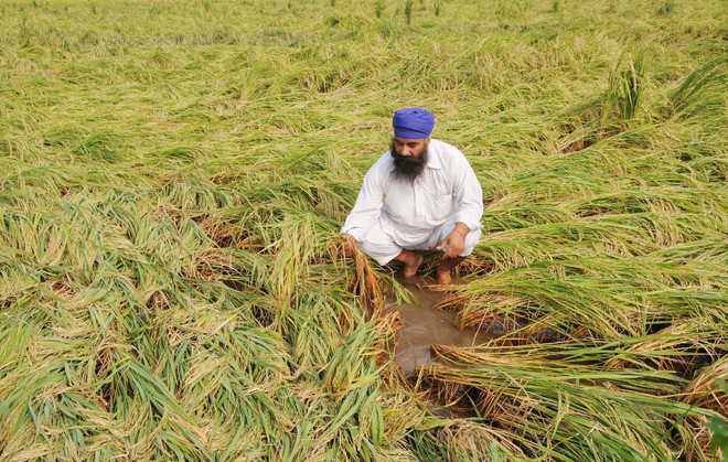 फसल विविधीकरण अपनाने वाले किसानों को दे रही विशेष प्रोत्साहन