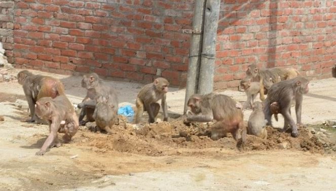 बृजमनगंज में उत्पाती बन्दरों ने रोका छात्रों के स्कूल का रास्ता