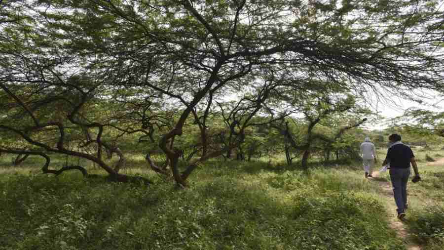 वन विभाग को असोला भाटी अभयारण्य के अंदर कार्यक्रम आयोजित करने से रोका