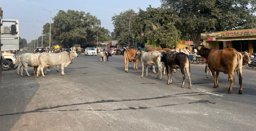 बरेली में छुट्टा पशुओं को लेकर हुए विवाद में किसान की हत्या