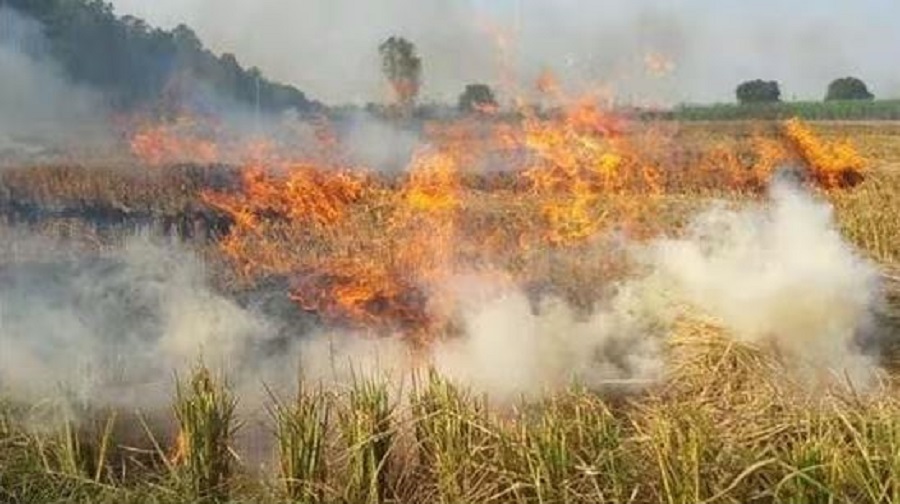 कुलपहाड में खड़ी फसल में लगी