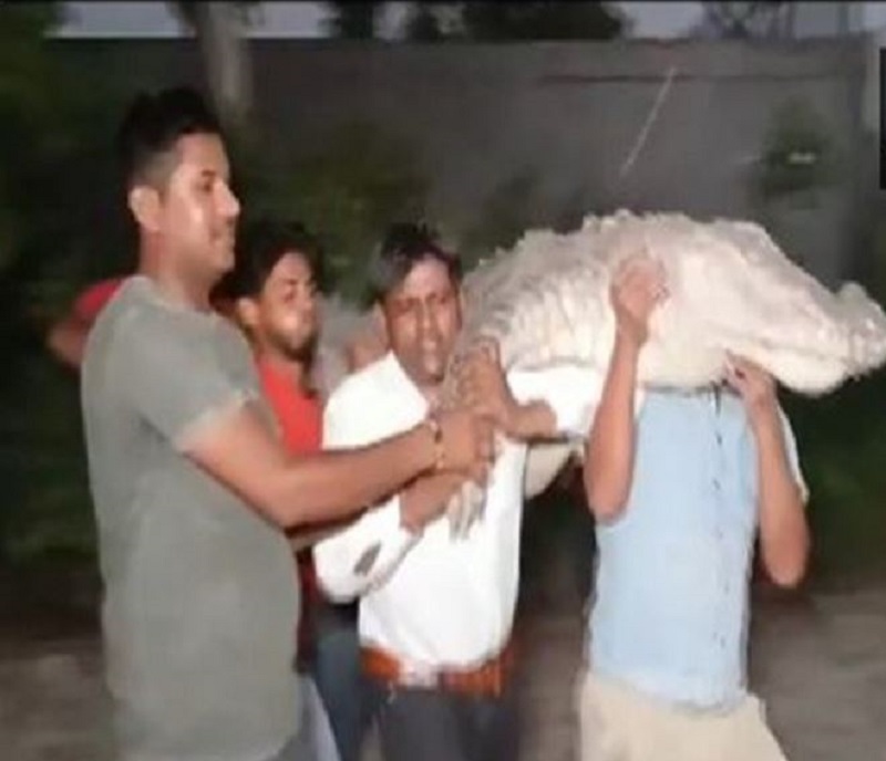 10-foot-long crocodile rescued by forest department in UP's Bulandshahr