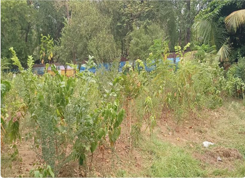 Saplings planted by 'Miyawaki' method