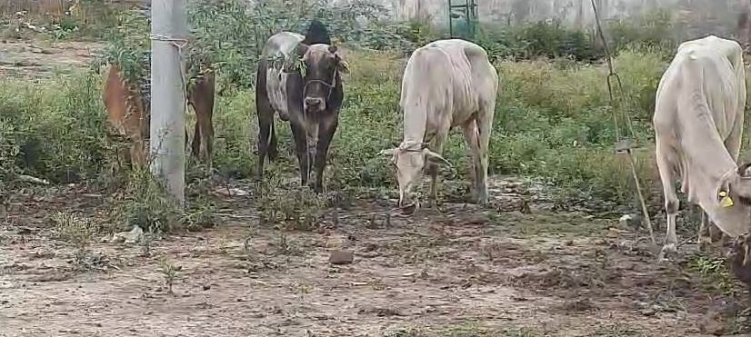 गोवंशों की तस्करी पकड़ी गई