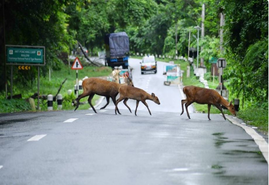 A herd of deer in Kaziranga National Park