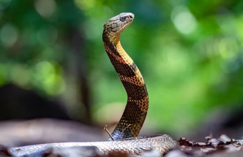 UP man bitten by snake seventh time (File)