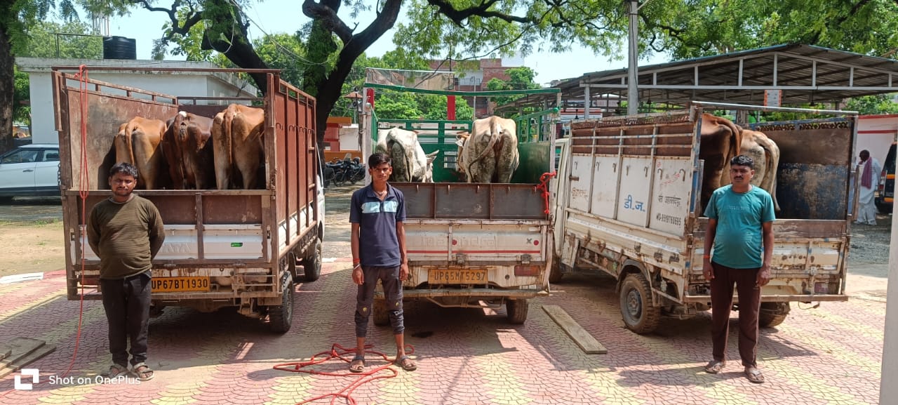 गिरफ्तार गौ तस्कर