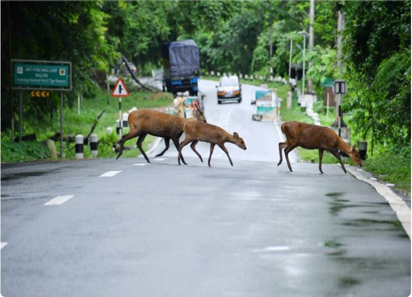 Deer crossing a National Highway at Kaziranga National Park