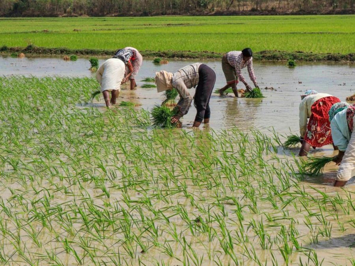 हरियाणा के किसानों के लिये कई घोषणाएं