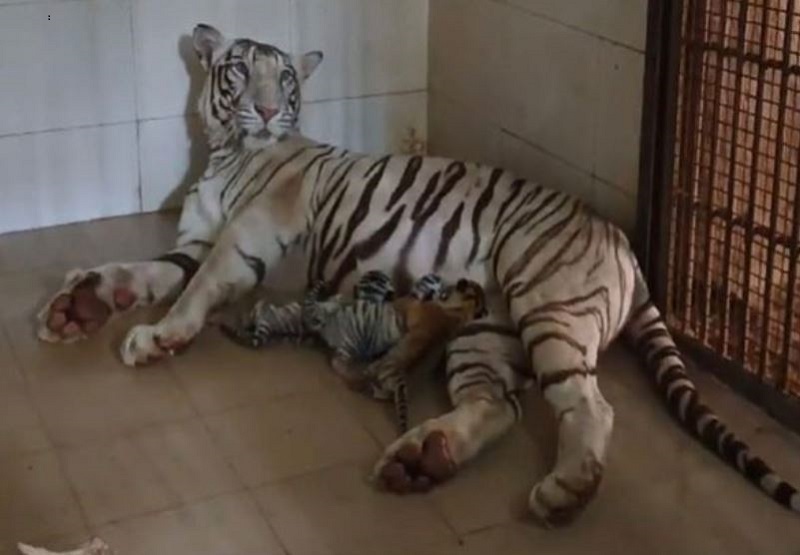 Tigress Meera with cubs