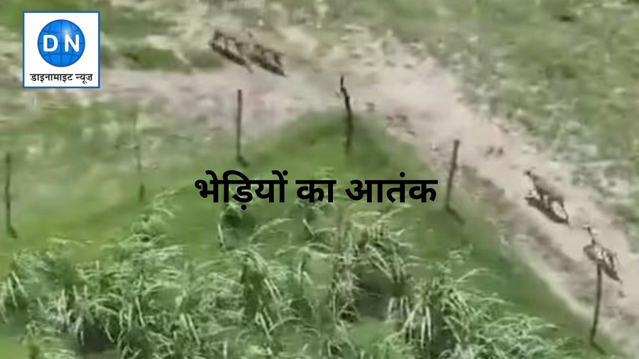 नहीं थम रहा भेड़ियों का आतंक