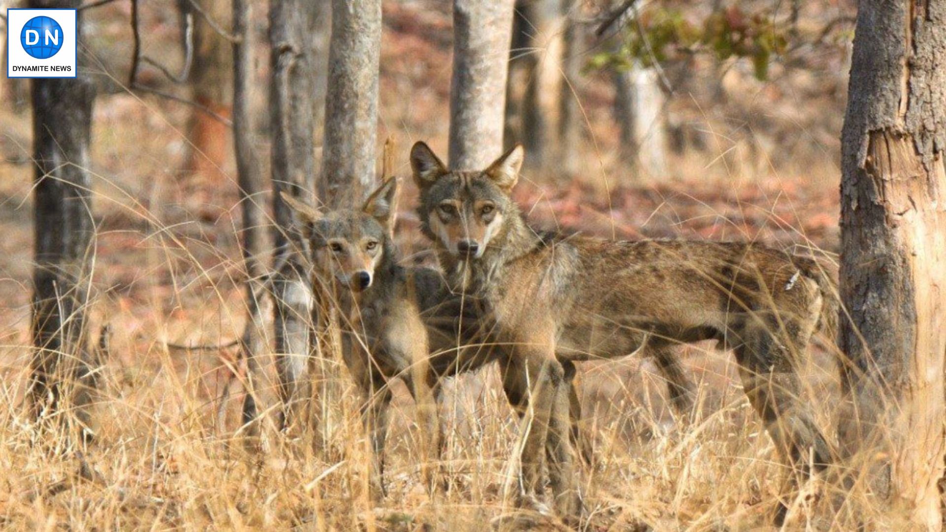 Search underway to cage remaining 2 wolves