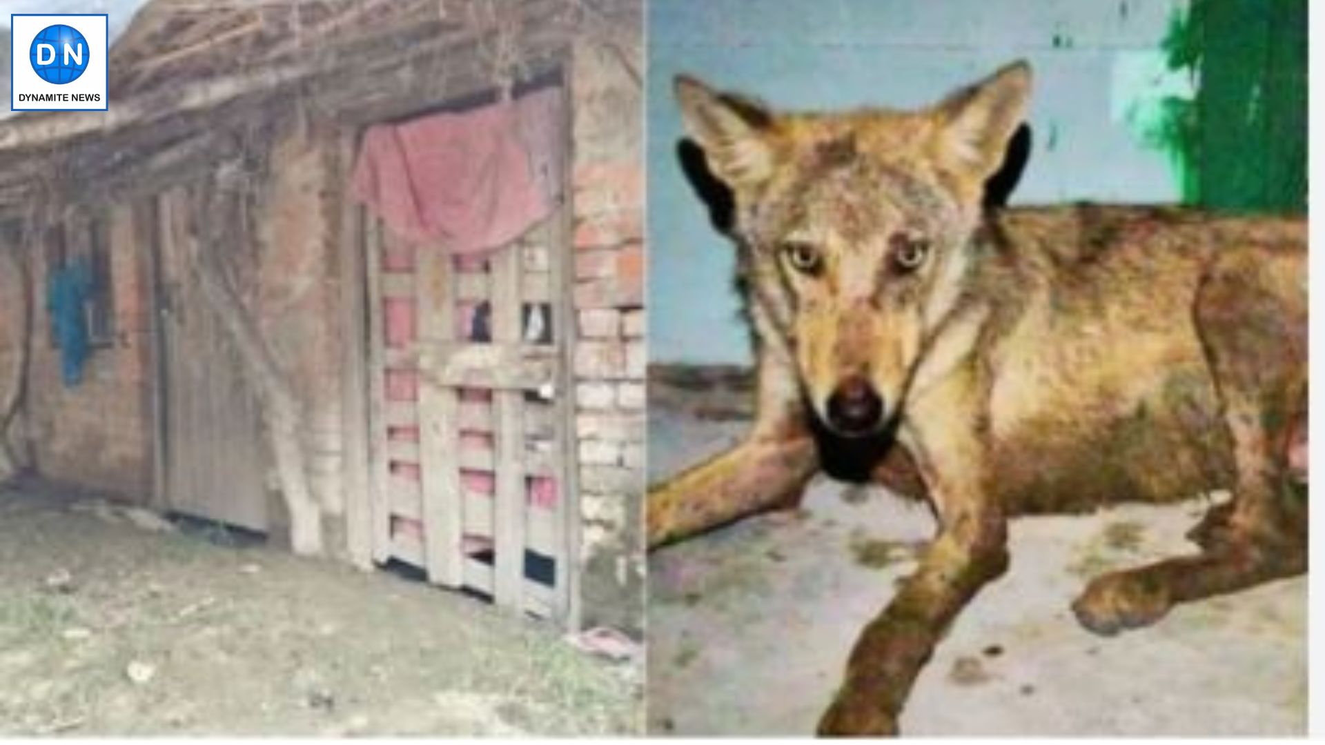 Bahraich: Wolf attacks 11-year-boy