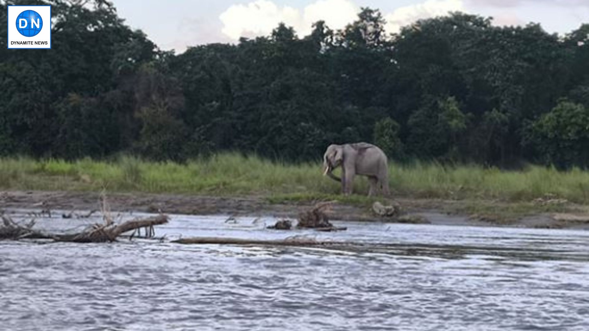 An elephant at Manas National Park in Assam