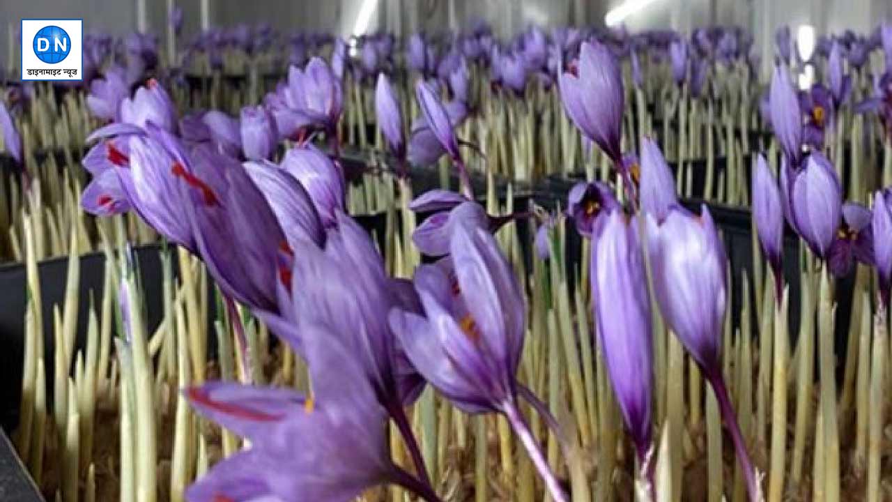 Saffron plants