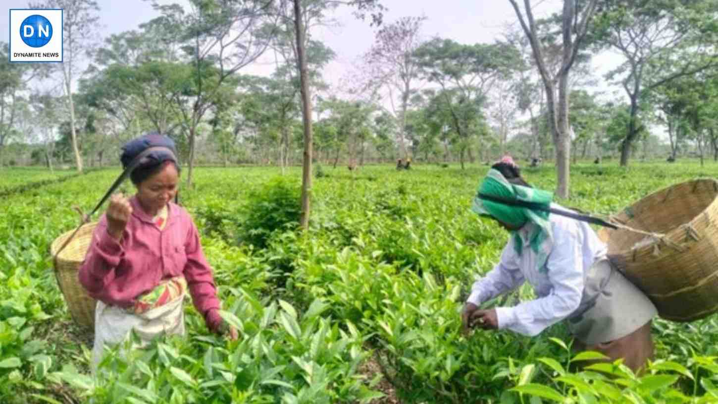 Assam tea worth over Rs 2,800 crore sold at GTAC during FY 2024-25