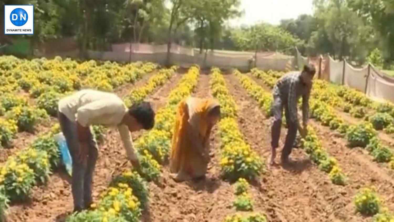 Farmers in Gujarat