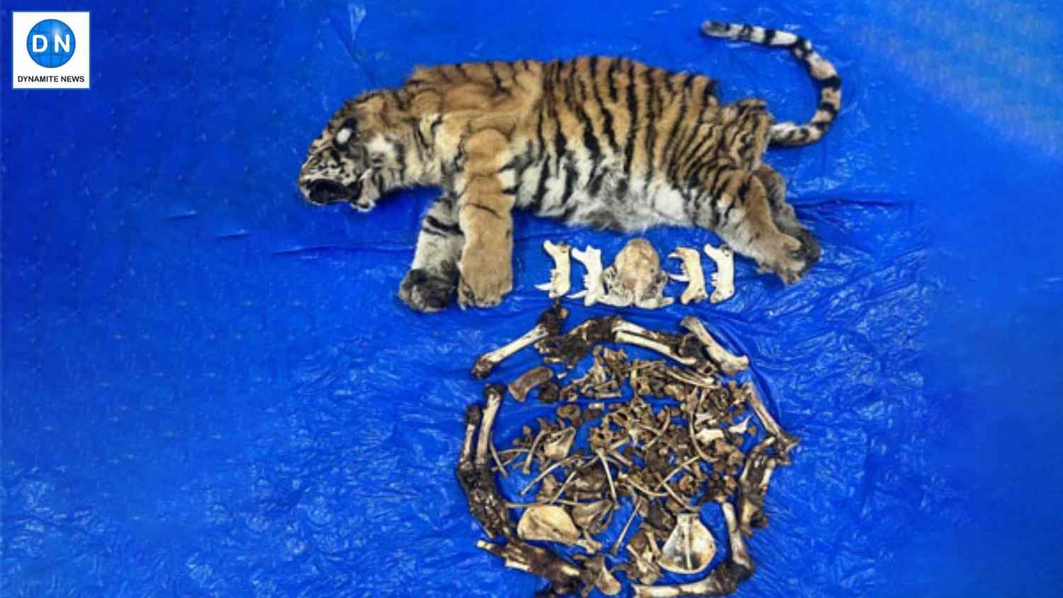 The seized Tiger skin