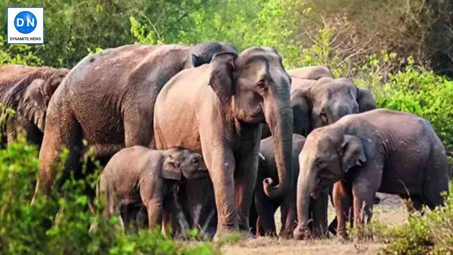 Elephant population in Assam increases to 5828 in 2024