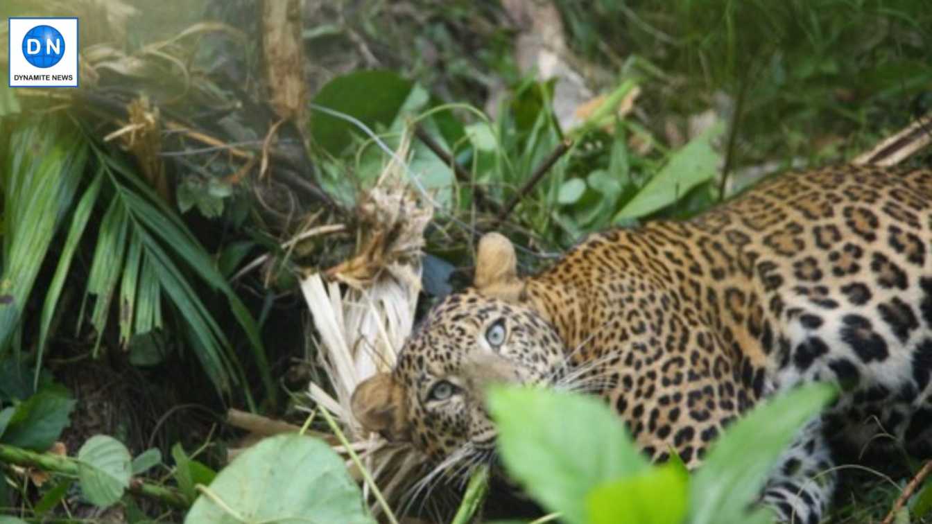 Leopard caught in Snare