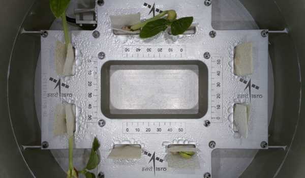 First leaves sprout from cowpea in Space