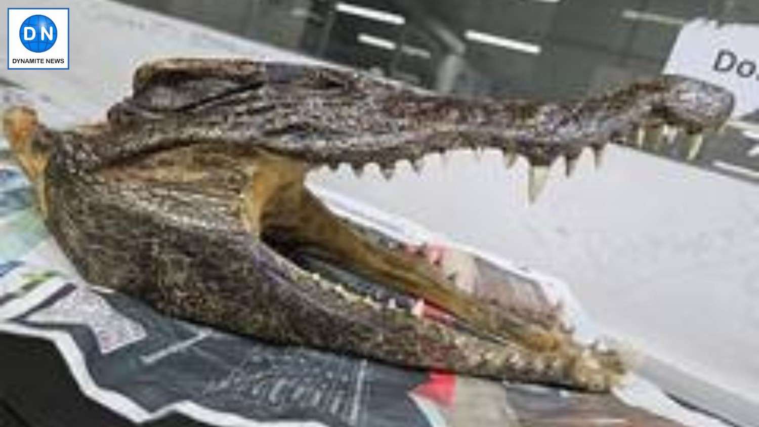 Canadian man held at Delhi Airport for smuggling crocodile skull