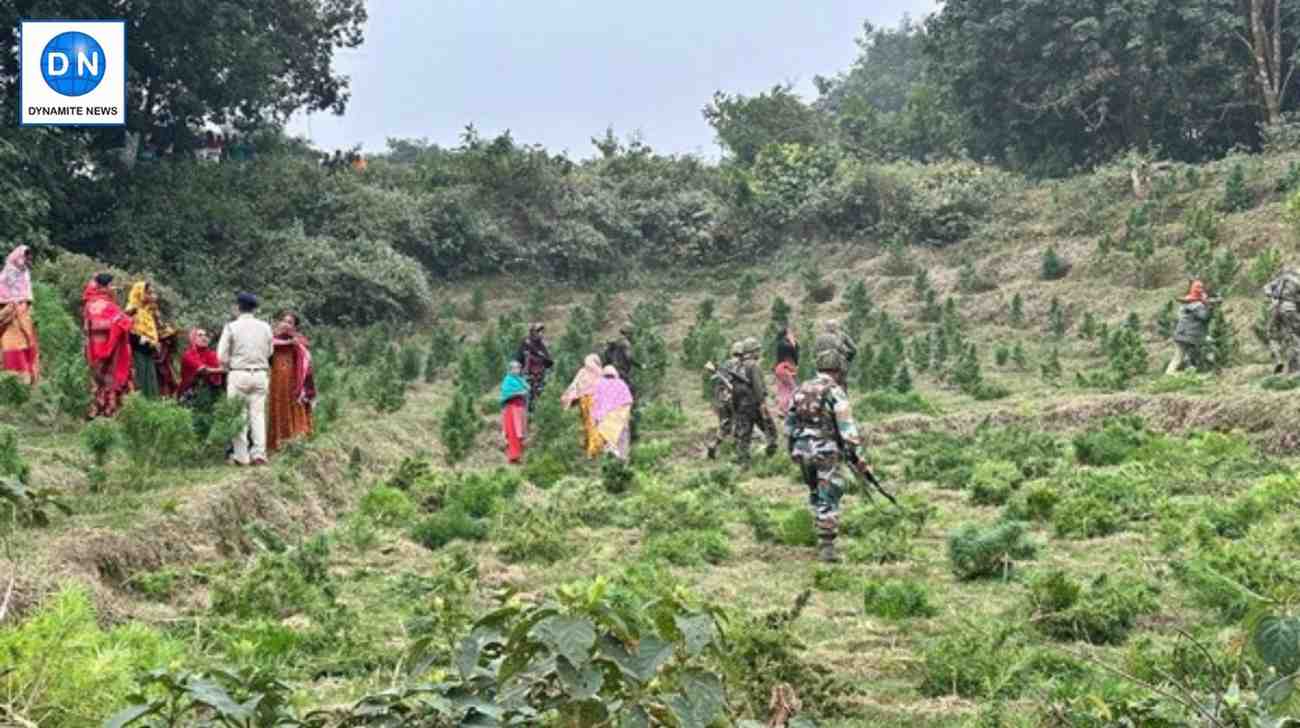 Assam Rifles destroy over 16 hectares of ganja plantation in Sonamura