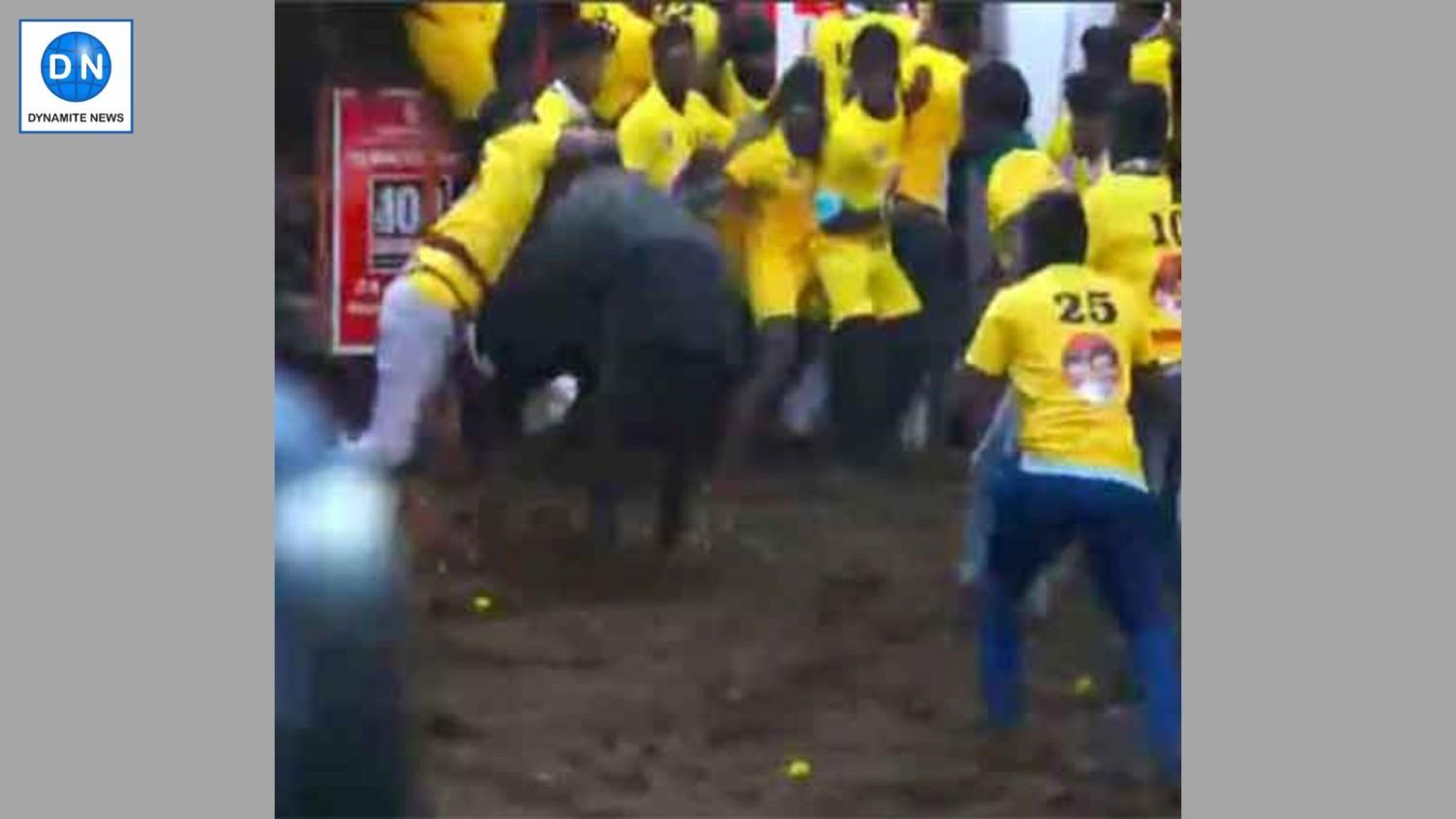 Jallikattu event begins