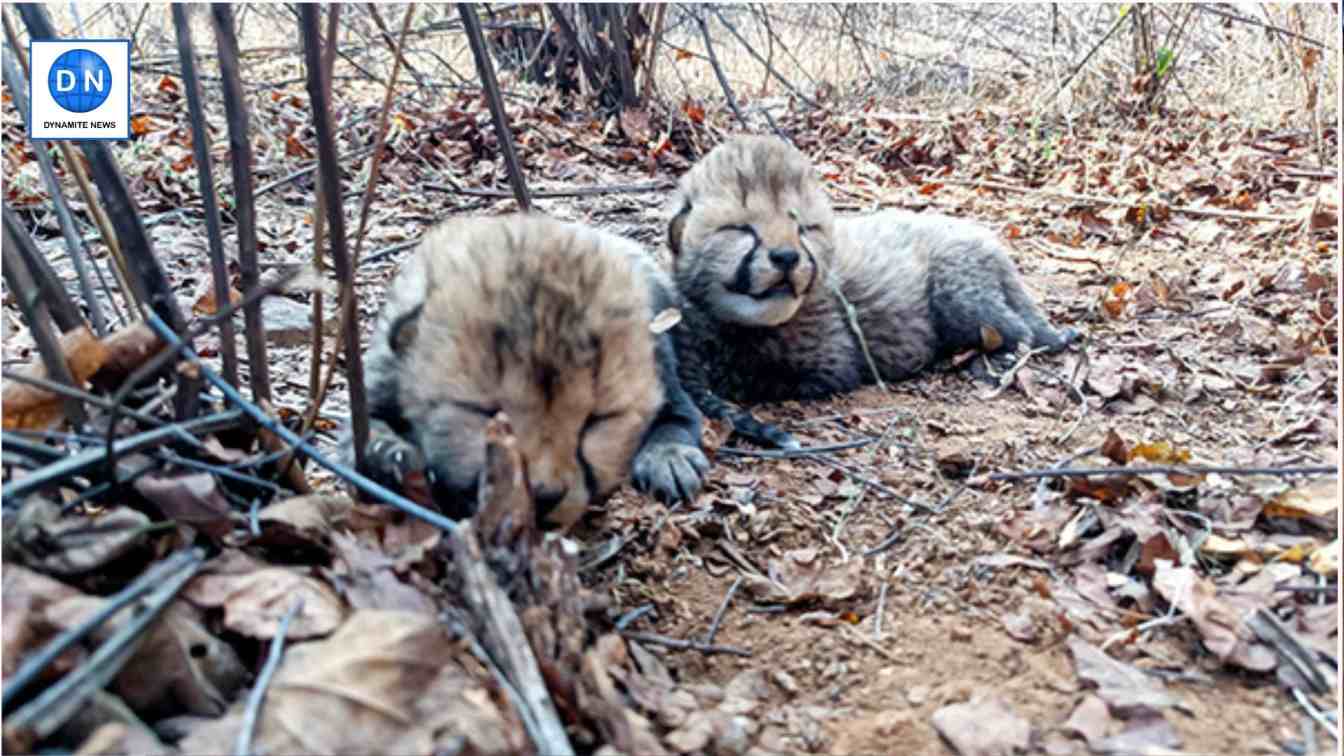 Cheetah cubs